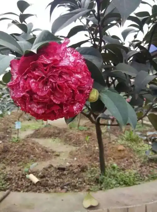 p>云斑大元帅是山茶科的一种植物.