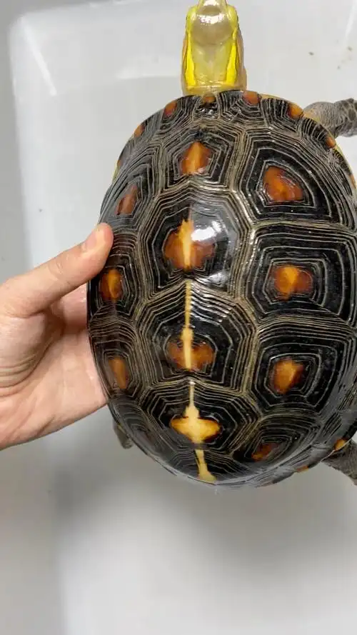 黄缘闭壳龟:台湾种台缘