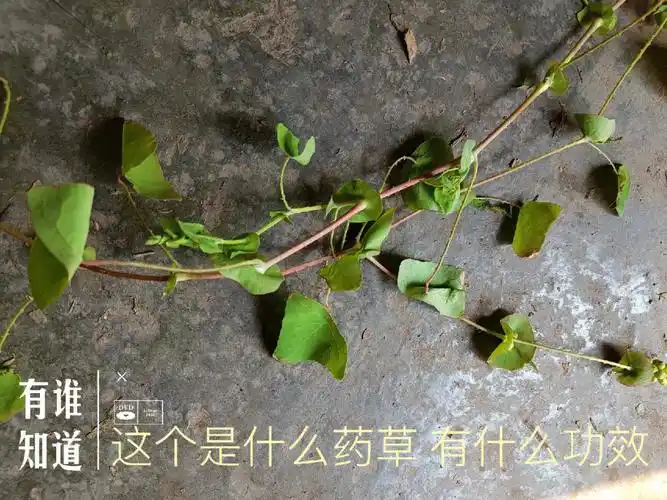 有谁知道这个是什么药早,有什么功效,我想给我老妈弄点,听说有一种