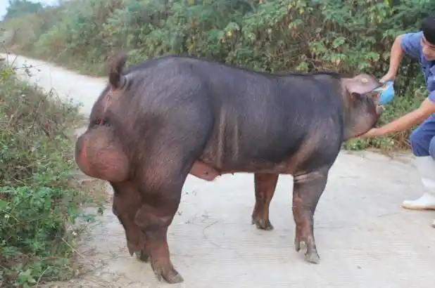 健美猪,全身肌肉,只见过没吃过 网友:好羡慕这个身材