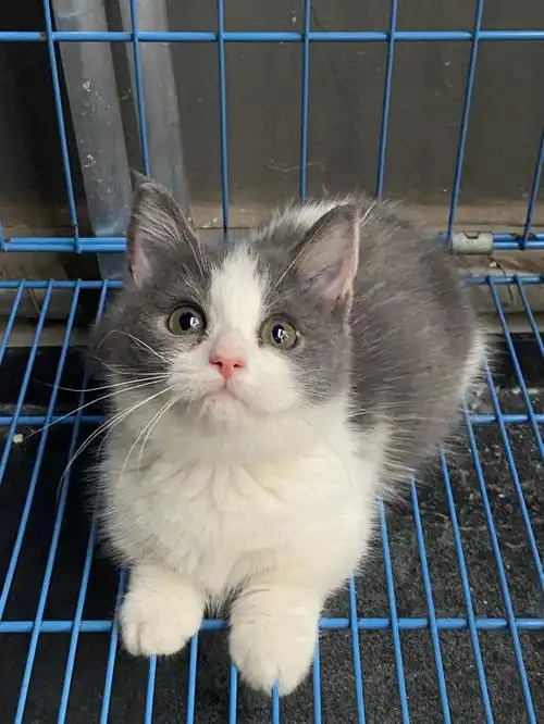 大开脸矮脚蓝白妹妹找新家三个月