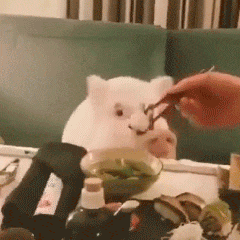 表情| 这头猪怎么长得这么像猫?(宠物表情包)_动态