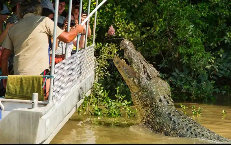 澳洲北部的鳄鱼王,身长超过5.5米的河流统治者"多米雷特"