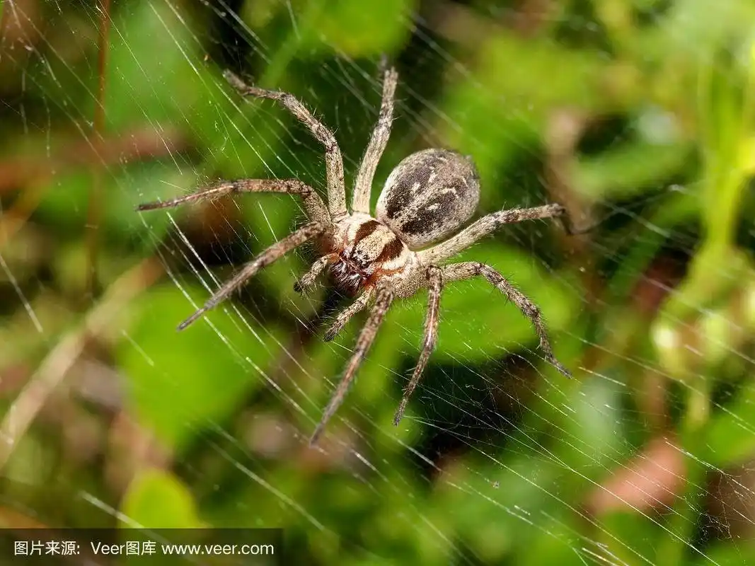 漏斗蜘蛛