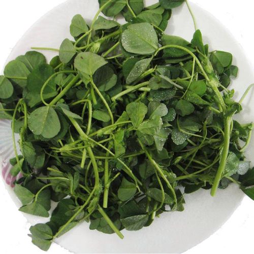 新鲜草头云南野生草尖2.5斤菜蔬菜金花菜秧草其它