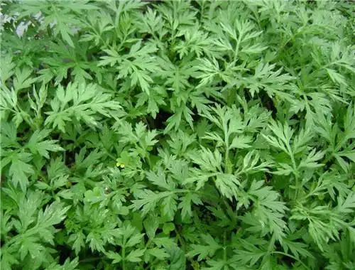 苦蒿泡脚的功效和作用-生活知识库-动动脑