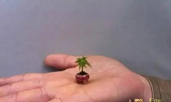 世界上最小的树矮柳高度只有3厘米