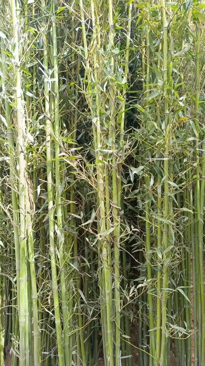 北京卖竹子上门种竹子送货上门的价格.
