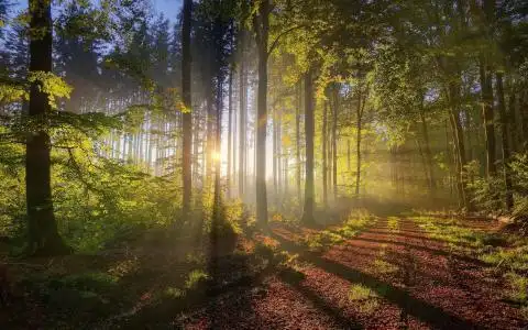 早晨的阳光壁纸所温暖的树木