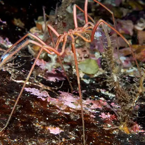 头以下全是腿的海蜘蛛:用腿繁殖后代和呼吸,由于毫无价值没天敌