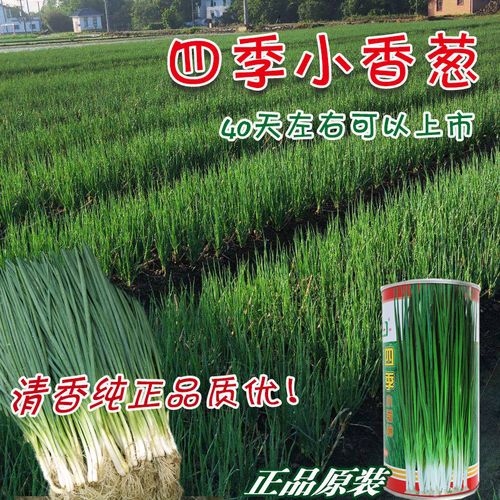 华良田四季小香葱种子高产量早熟速生阳台室内四季播种小葱菜籽孑