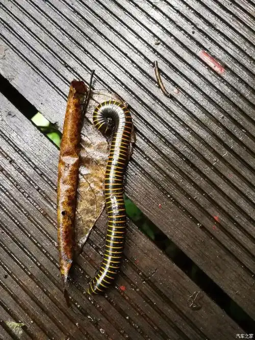 肥虫子,看着有点恐怖