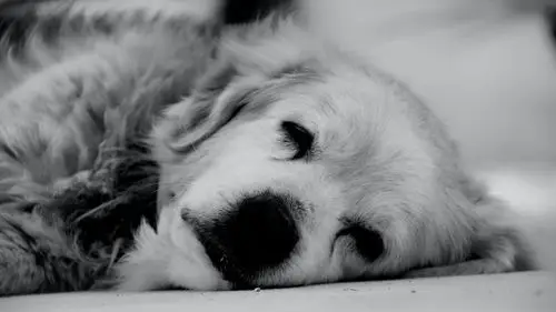 狗壁纸【321】狗壁纸图片_桌面壁纸图片_壁纸下载-元气壁纸