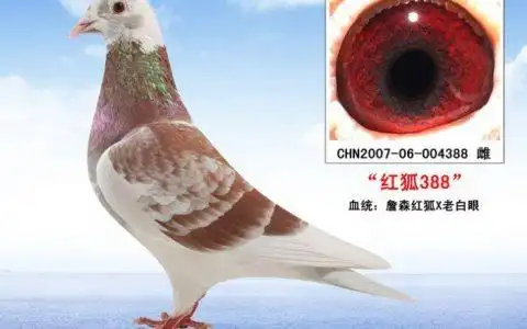 詹森红狐黄金配对图片,凡龙的鸽子快吗