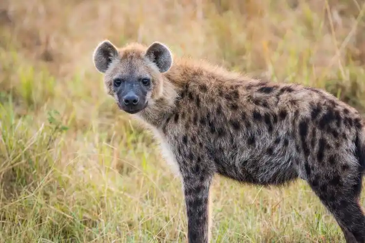 狂野非洲之斑鬣狗