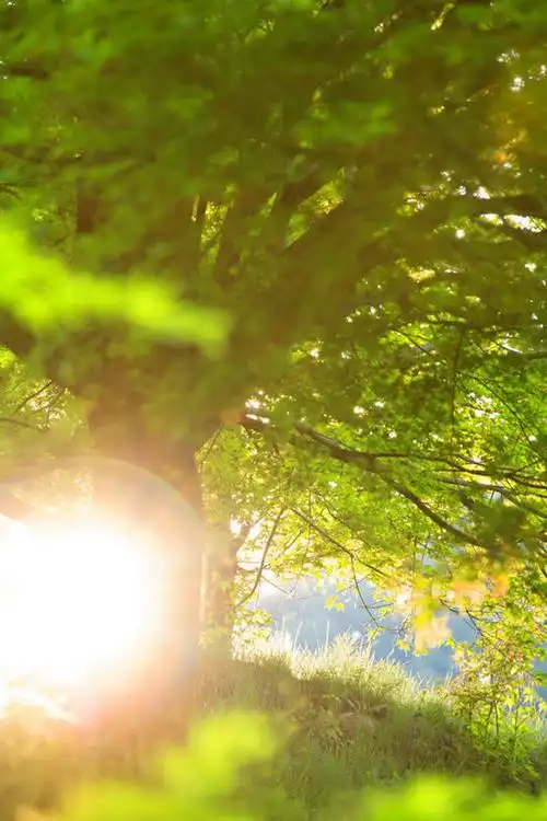 无人,竖图,室外,特写,白天,仰视,美景,树林,太阳,植物,阴影,朦胧,模糊