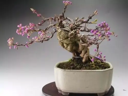 紫珠盆景的鉴赏与制作养护(原创首发)