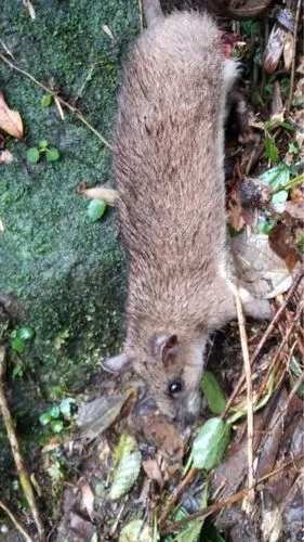 出售桂林老家山老鼠