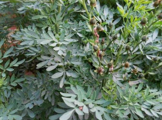 广东农村这种名叫臭草的野草不仅能做肥料鱼饲料还能清热解毒