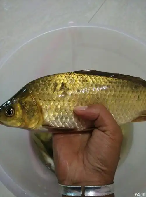 好久没有钓到那么大那么黄的鲫鱼啦