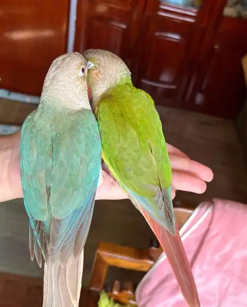 蓝化凤梨凤梨小太阳有合法标识哟