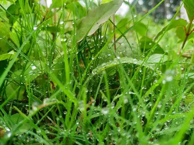 雨后草坪