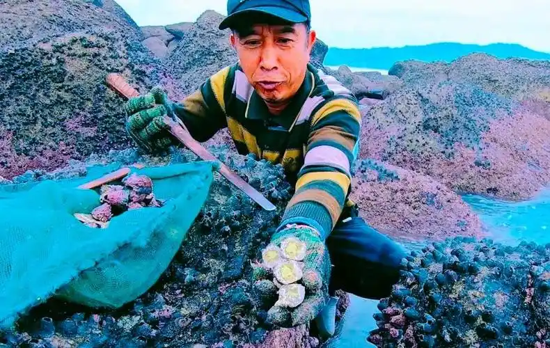 最低调的寄生者:藤壶究竟有多可怕?把鲸鱼,海龟折磨得不成样子
