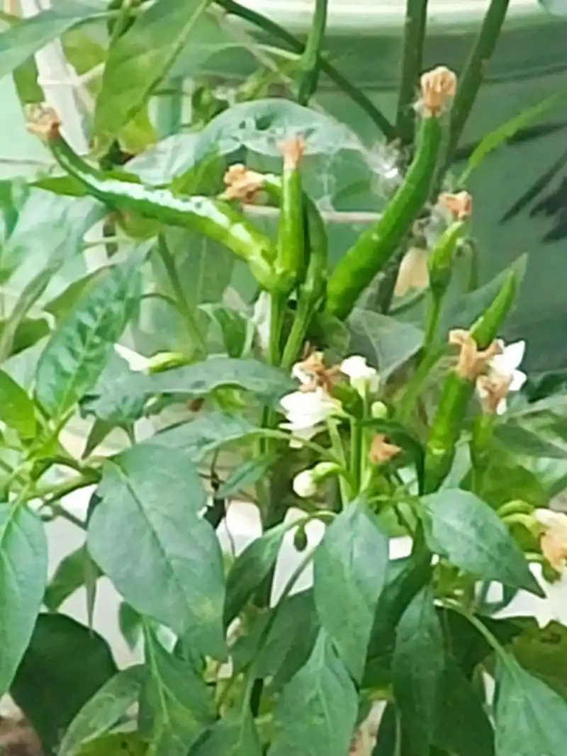 9492生活在城市的你,见过辣椒开花吗?