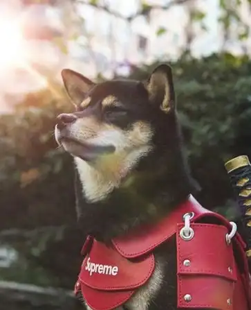 作为一只时髦的帅柴犬,如何才能不露声色的耍大牌?