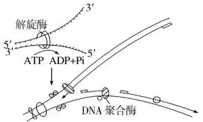 下图为真核细胞dna的复制过程模式图据图分析下列相关叙述错误的是