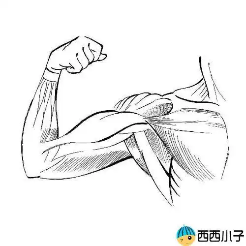 肌肉男手臂简笔画3格格