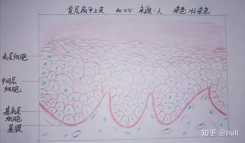 骨骼肌骨骼肌 复层扁平上皮 小肠绒毛 肝 肺 肾上腺 神经元和神经胶质