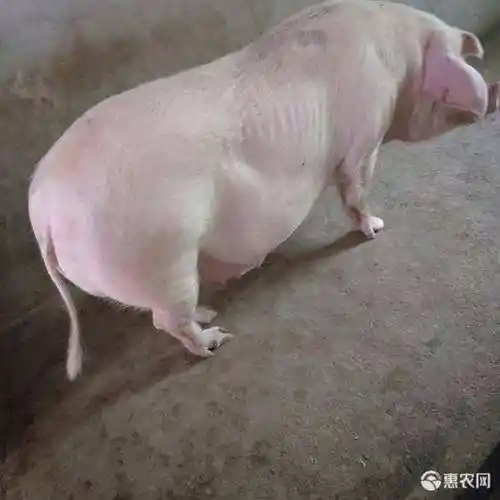 杂交猪 长太二元母猪 产仔量高 适应能力强 温顺好养