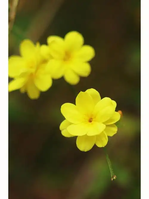 拍花💛 | 迎春花:春天的使者🎈