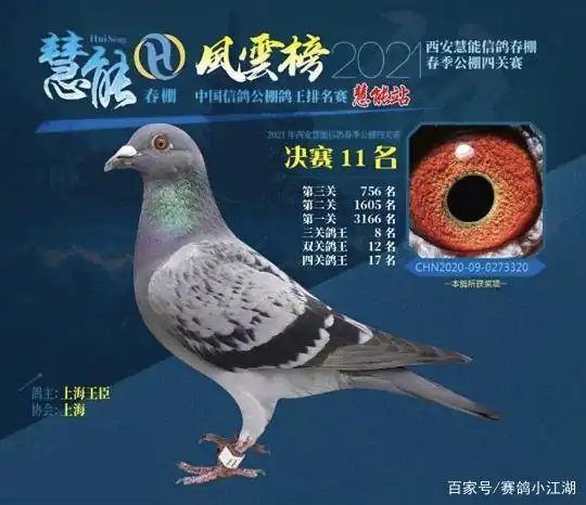 上海王臣2021年春赛战绩统计:入围率低也能一关上岸!