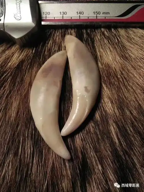 教你辨别真假狼牙,谁说狼牙一定有血纹!