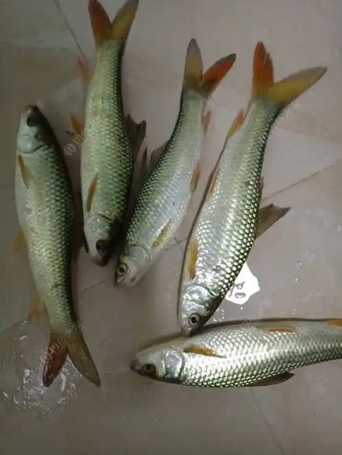 土鲮,泰鲮,麦鲮,这三种鲮鱼当中,能长得较大的是泰鲮,长不了多大的是