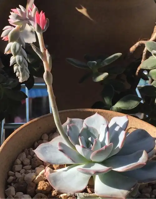 蓝石莲开花了怎么办?