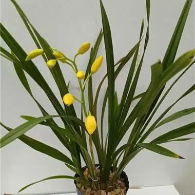 建兰黄金小神童五苗一花