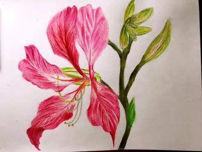 零基础彩铅画第32幅紫荆花