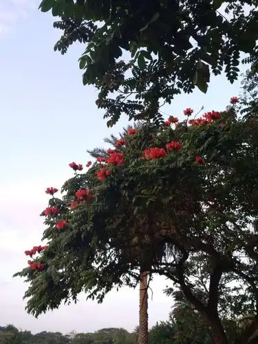 不知名的红花树