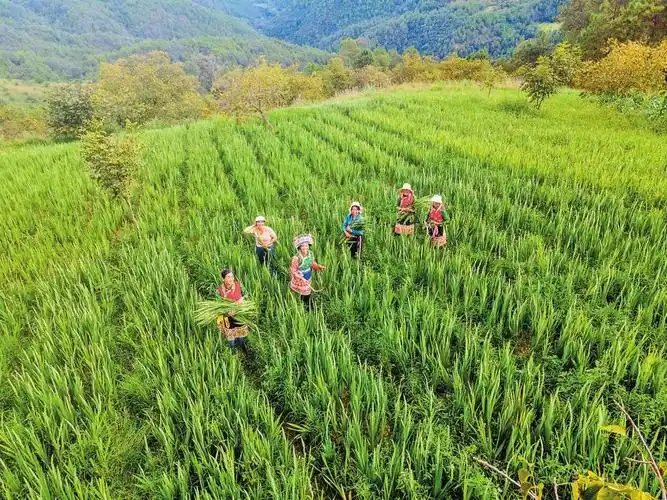 剑兰种植  供图近年来,洱源县西山乡团结村立足自身资源禀赋,积极探索