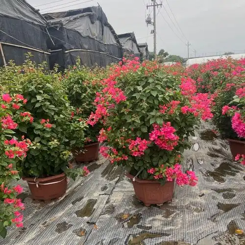 四季红三角梅盆栽基地批发勒杜鹃云南紫中国红多色三角梅桩景产地