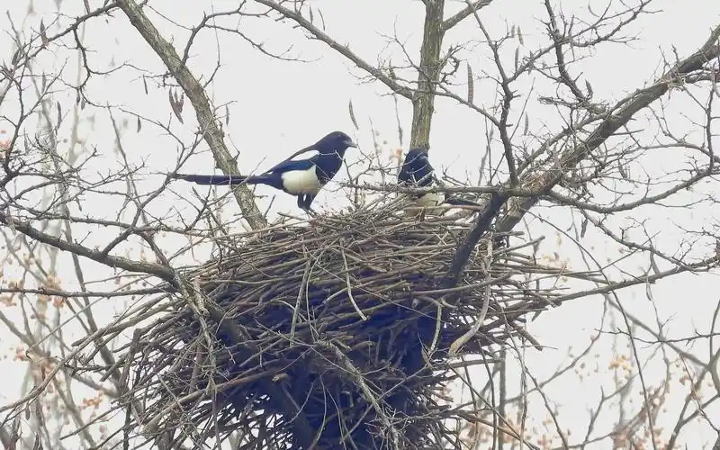 野外实拍两只喜鹊做窝,拍摄时在吹风