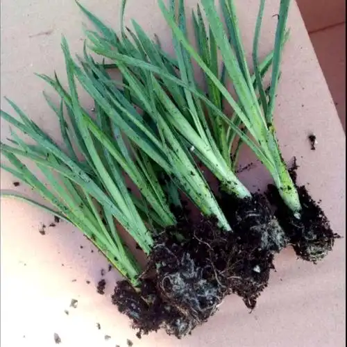 康乃馨小苗10棵四季开花不断室内室外易种活盆栽花母亲节高杆石竹