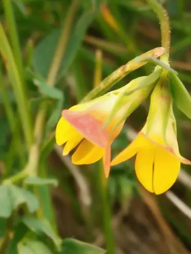 微微的黄花苜蓿草花