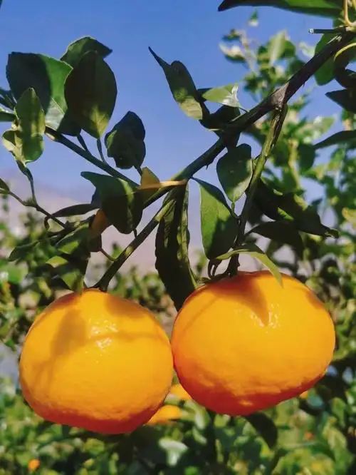 作为3月上市的云南错季有机水果,云南沃柑它的香甜与健康是让人念念不