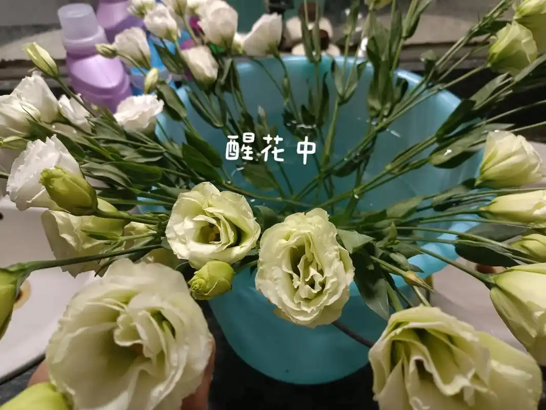 桔梗花花语"永恒不变的爱"19.9的快乐~来自桔梗花的浪漫! - 抖音