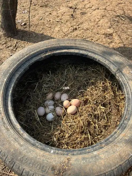 轮胎改造的鸡窝