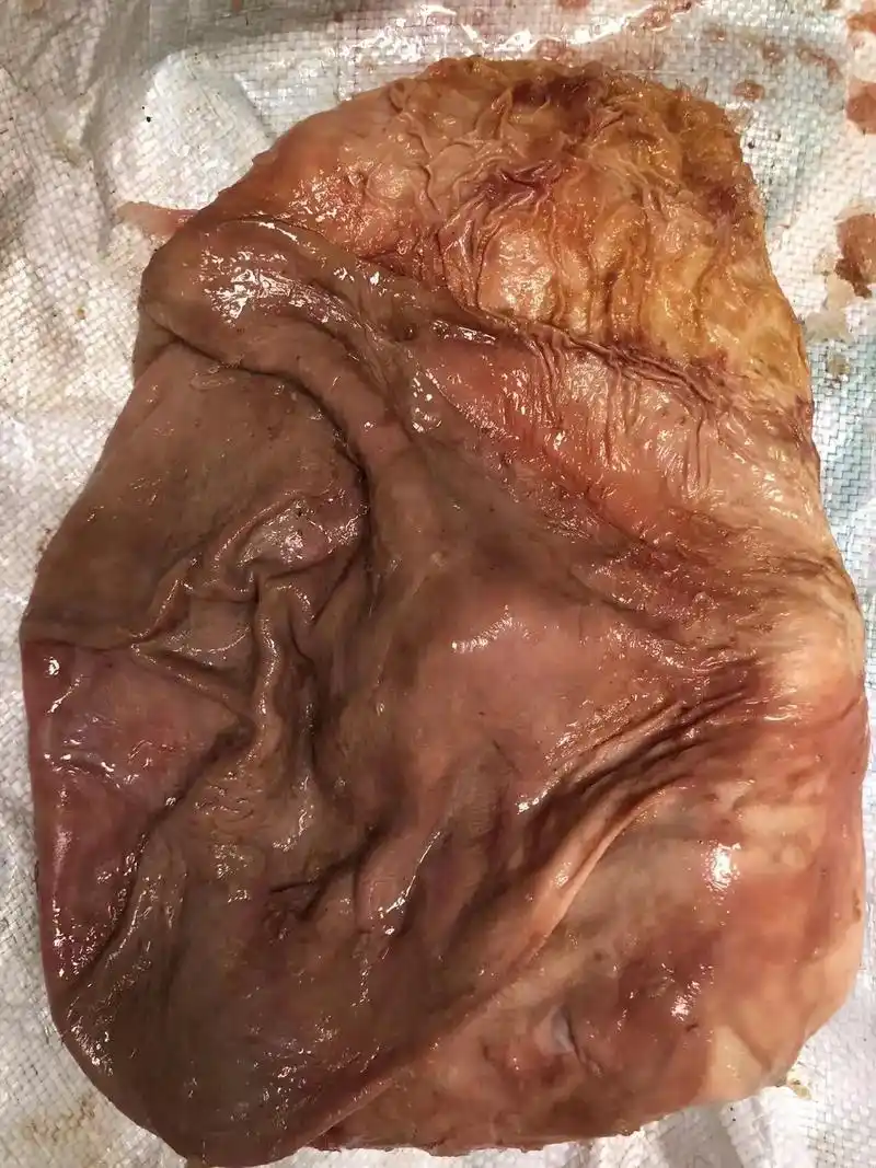 跑山猪肚  猪肚.养胃食物 正宗跑山猪肚#真材实料才能做出好 - 抖音